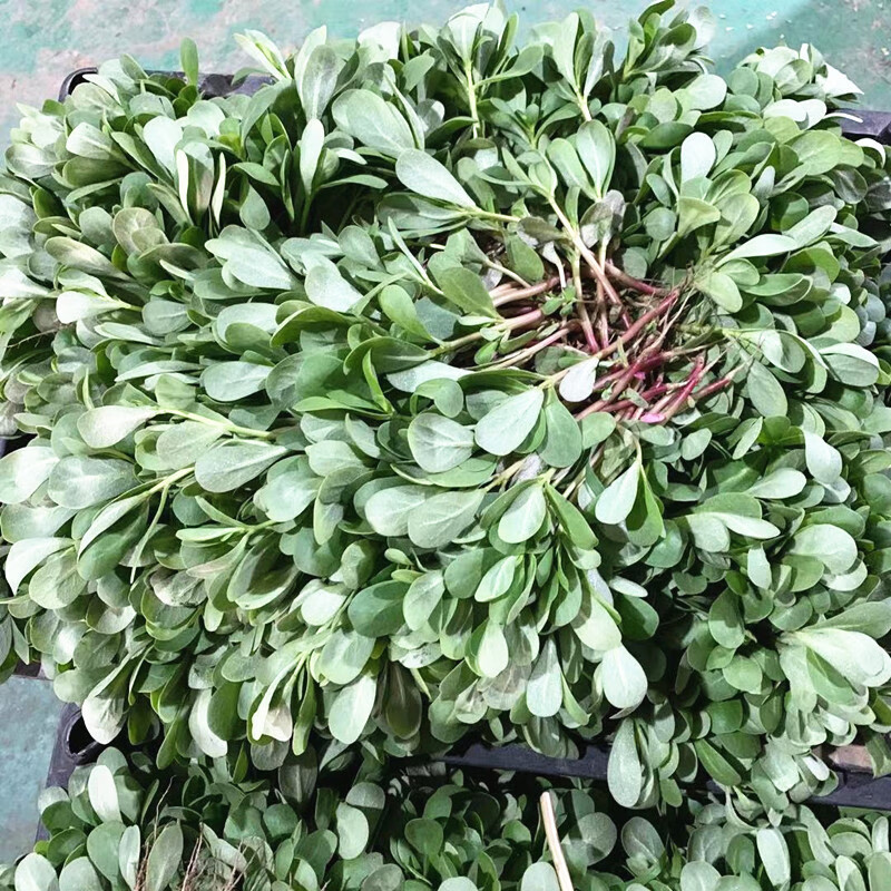 马齿苋菜新鲜嫩野菜带根马齿菜马蜂菜蚂蚁菜马齿笕长寿菜4斤1500g
