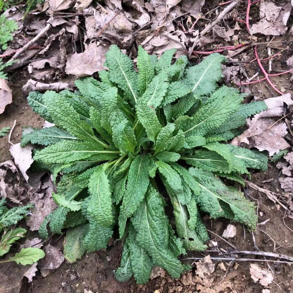 新鲜蛤蟆草癞蛤蟆菜蟾蜍草蛤蟆皮棵草荔枝草皱皮草雪见草500g 鲜品