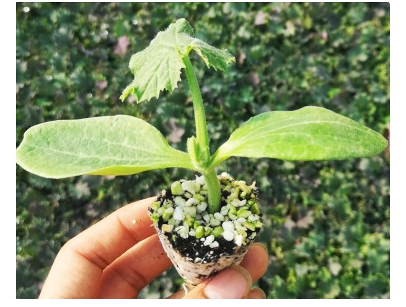 西葫芦种子种籽西葫芦苗菜瓜茭瓜高产早熟阳台四季盆栽蔬菜种苗孑 翠