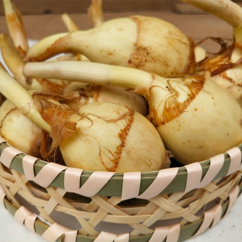 云南茨菇新鲜现挖现买大茨菇慈姑马蹄茨孤蔬菜白慈姑批3斤大茨菇