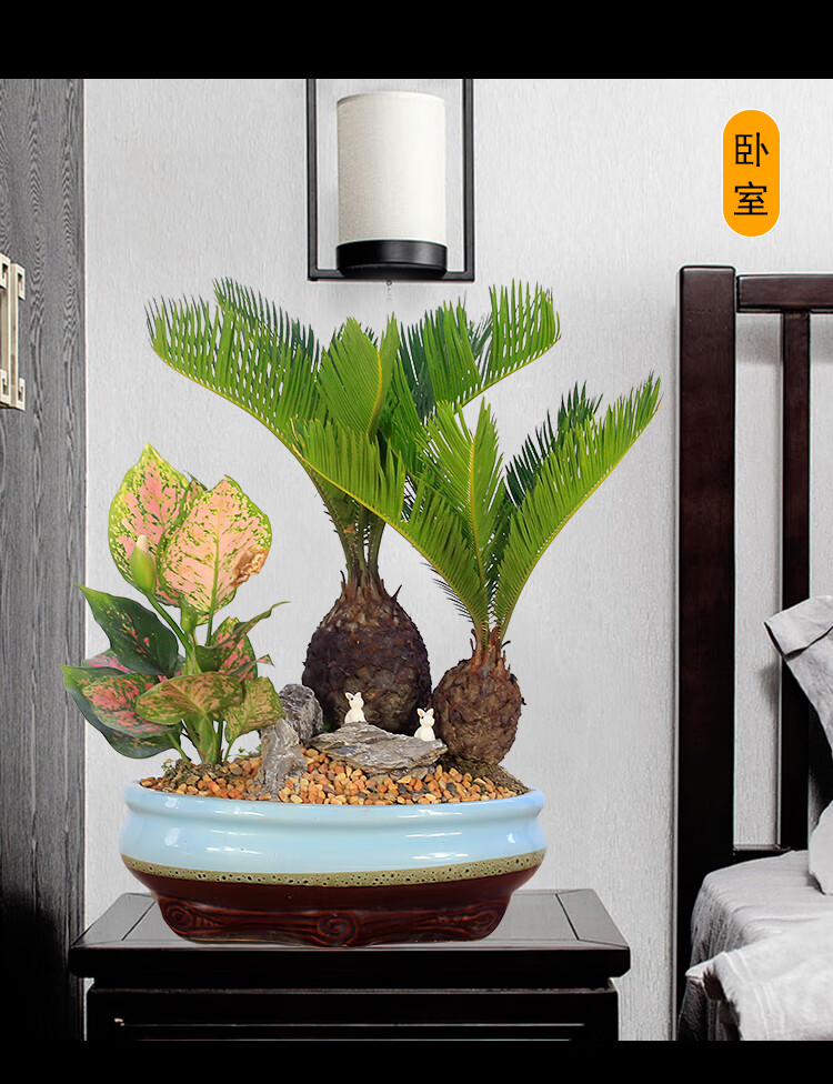 铁树盆景大型植物室内办公室绿植客厅桌面盆栽多头苏铁四季常青 多头