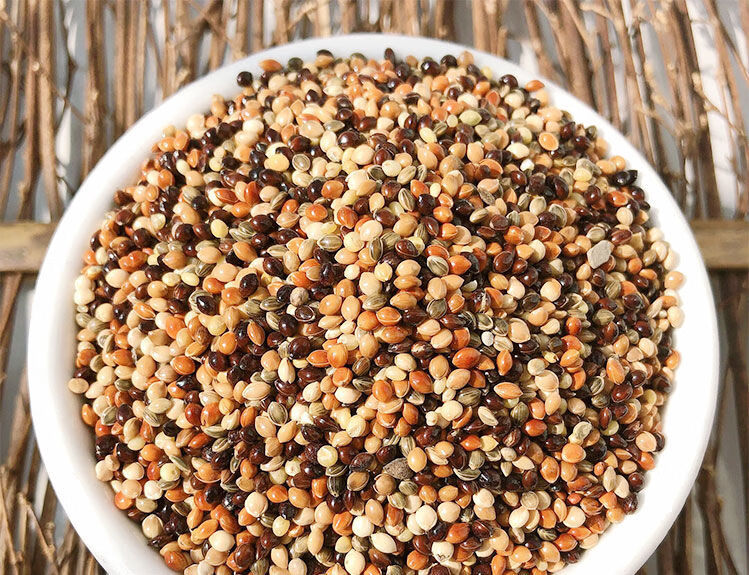 五色黍子带壳小米活体鹦鹉鸟食虎皮牡丹玄凤文鸟鸟粮饲料黄谷子2500g