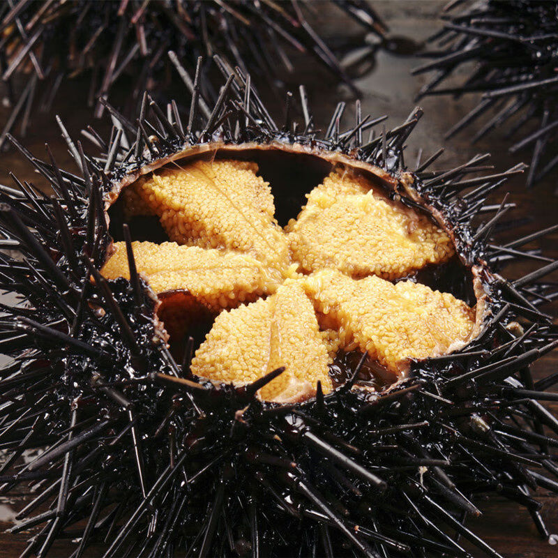 大洋岛连昱海胆罐头 新鲜海胆罐头 140g/罐 即食原汁海胆酱寿司刺身