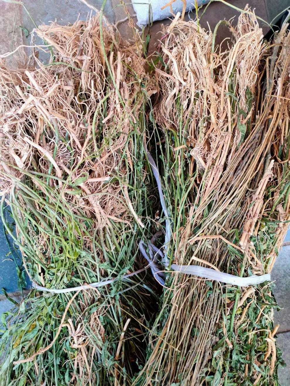 果果老爹 中草药材水杨柳 扯根菜 赶黄草 水泽兰 细杨柳 水柳仔500克