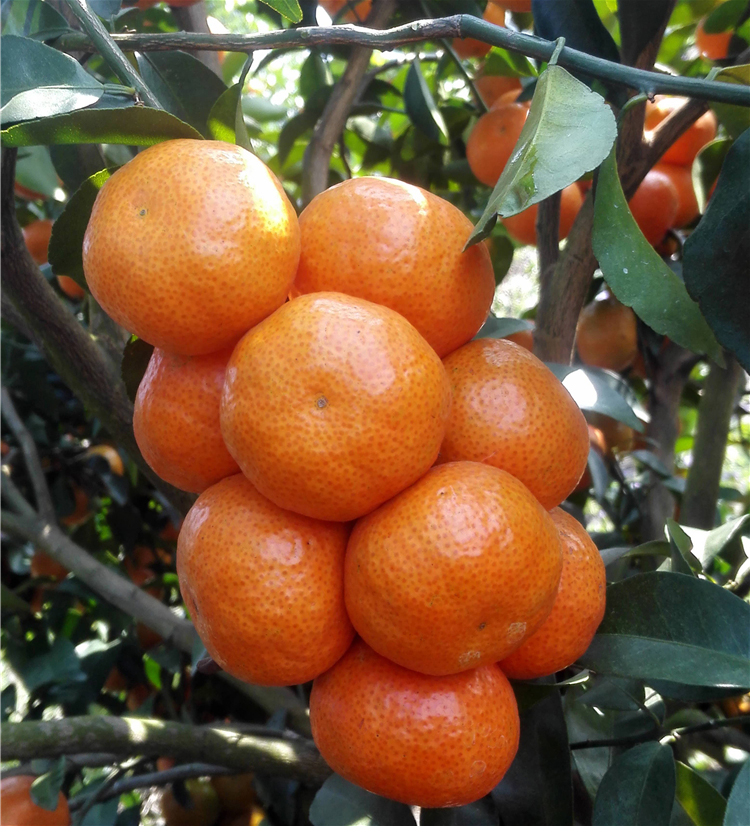 广东四会沙糖桔当季新鲜水果小砂糖橘子无核薄皮10斤顺丰孕妇精选大果