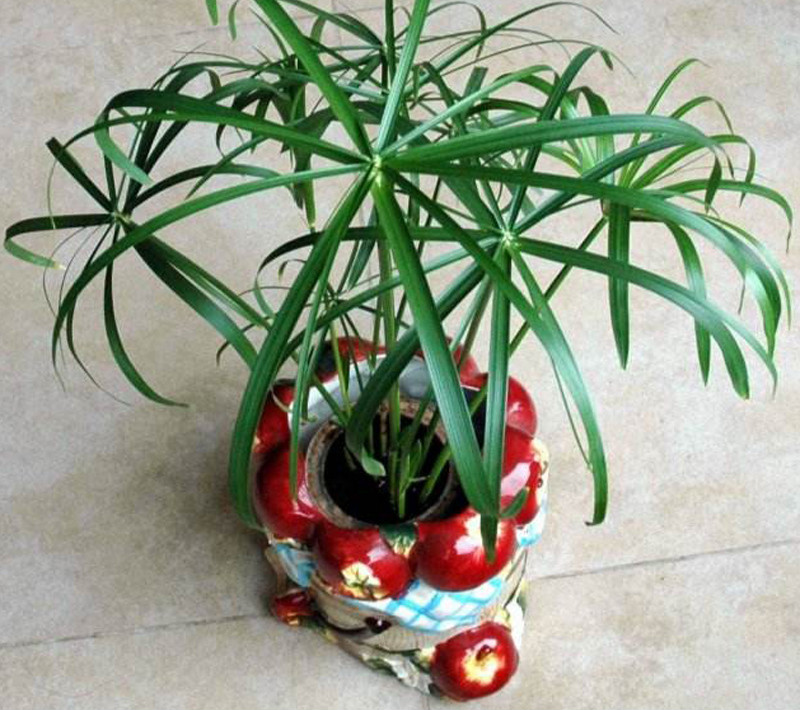 hqc盆栽水培旱伞草水养植物鱼池植物100芽水竹不含盆