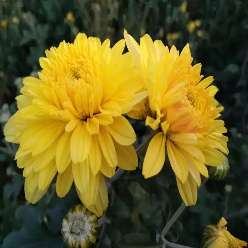 韵游菊念露菊知里菊菊河南雁门韵游菊花韵游菊茶焦作云台山250加200克