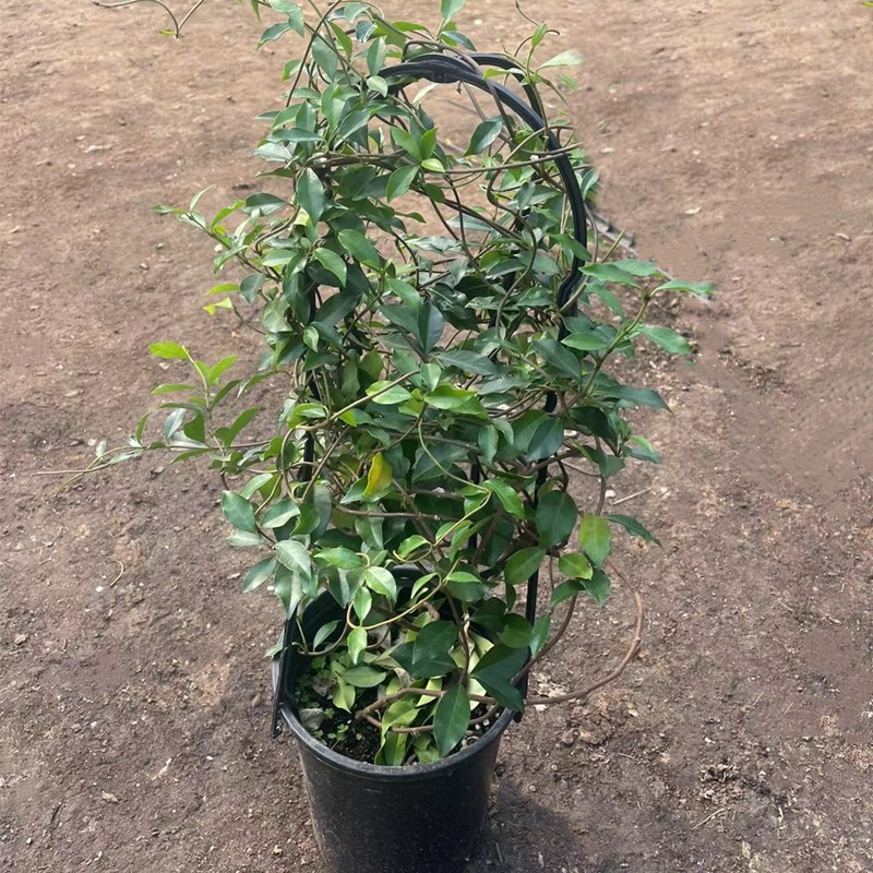 粉色風車茉莉爬藤植物絡石藤庭院陽臺盆栽地栽四季常青濃香花卉當年