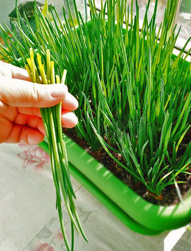 四季小香葱种头葱种籽火葱红头葱种子苗阳台盆栽葱苗小葱孑火葱头