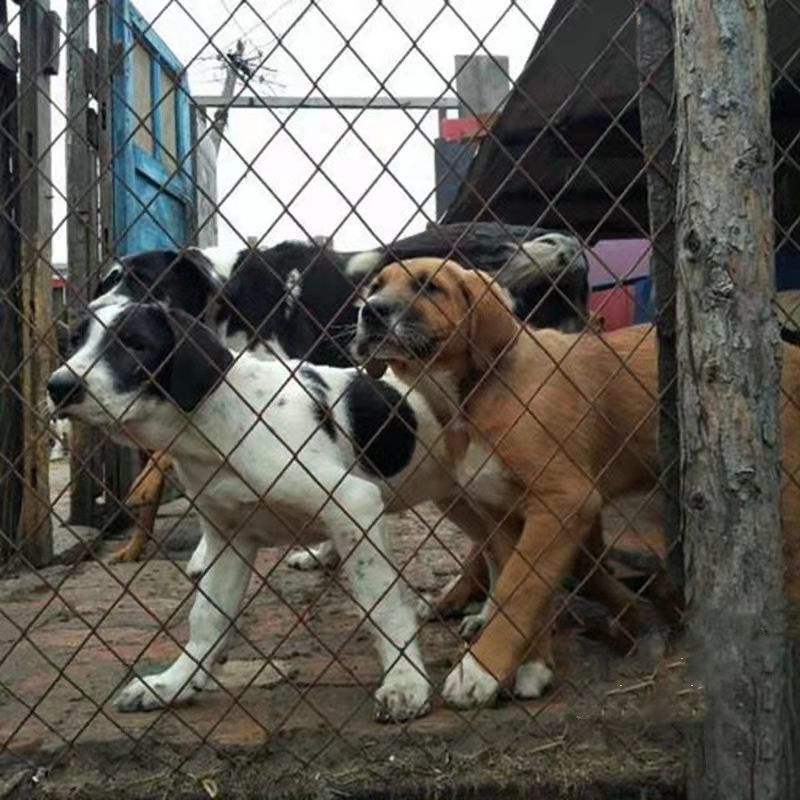 土狗活物活體本地土狗農村狗看家護院土狗苗幼崽幼犬大型土狗苗仔白色