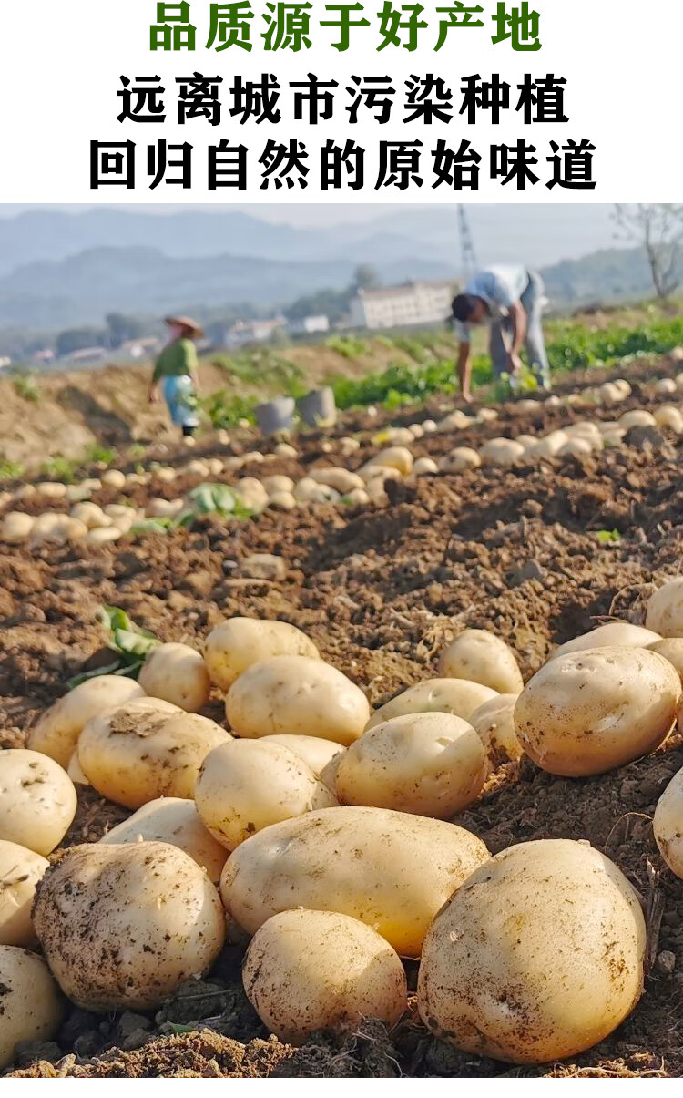 甘肃定西土豆新鲜马铃薯洋芋黄皮黄心土豆10斤农家现挖沙面土豆1500g