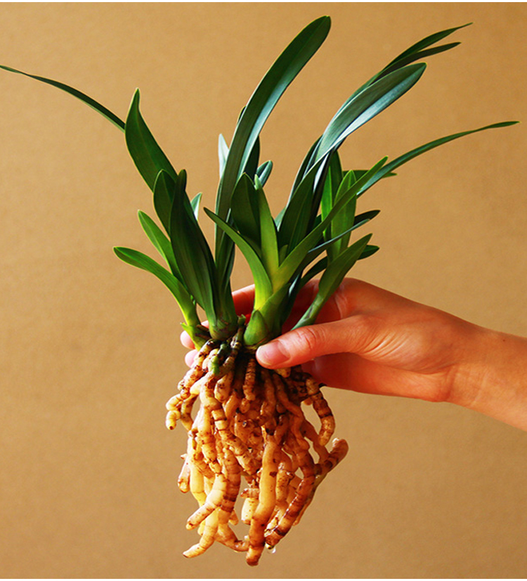 矮种兰花苗达摩灵素荷四季常绿兰花浓香室内花盆栽花卉室外绿植达摩