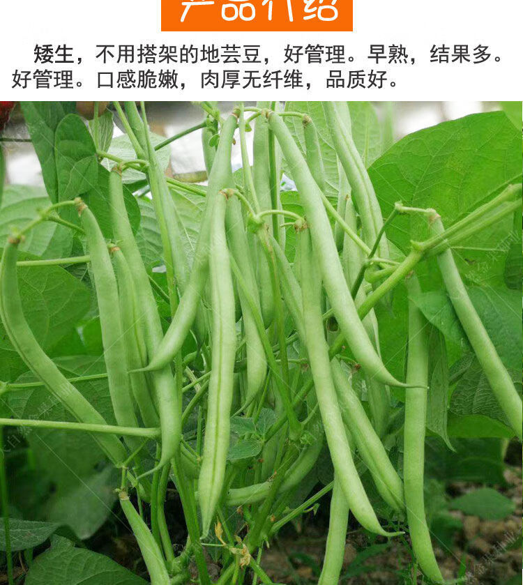 無架四季豆種子早熟高產豆角種籽蔬菜孑盆栽菜豆地豆不搭架扁豆種無架