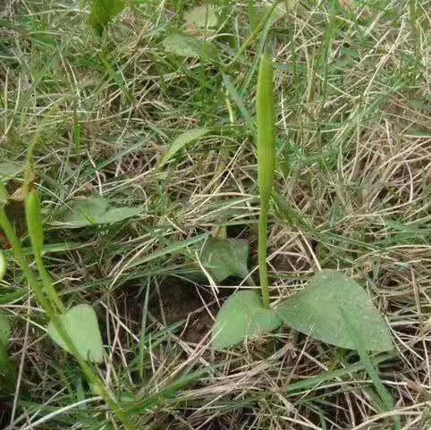 蛇须草的功效及图片图片