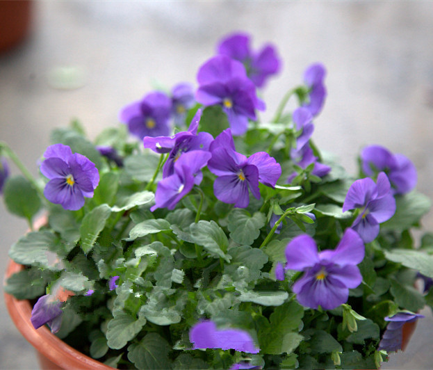 三色堇盆栽苗角景耐寒冷猫儿脸阳台盆栽花卉植物蝴蝶冬季花苗角瑾