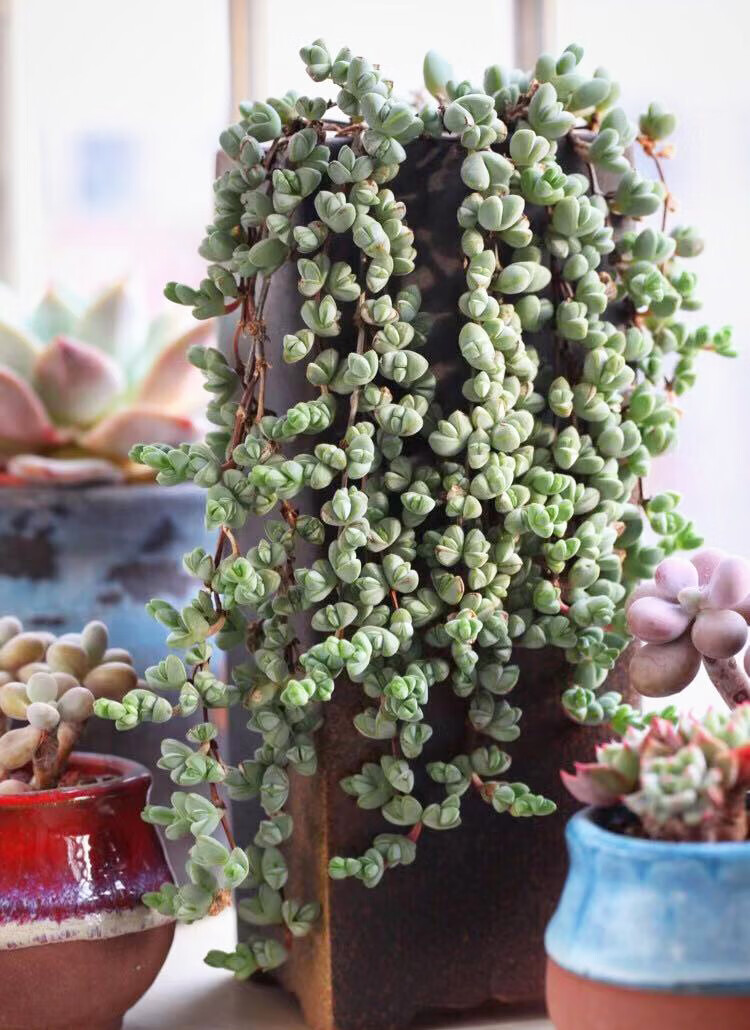 多肉植物组合盆栽碧玉莲吸财树老桩小球玫瑰山地玫瑰室内肉肉植物碧玉