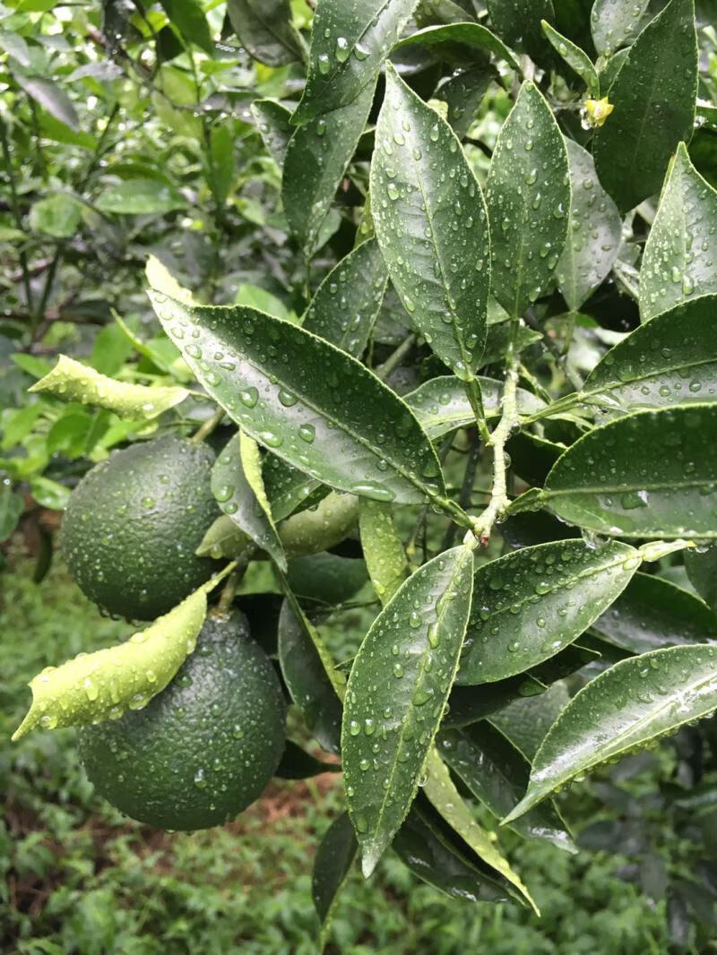 绿颖 矿物油 99% 红蜘蛛 介壳虫 白粉病 杀螨剂 1l【图片 价格 品牌