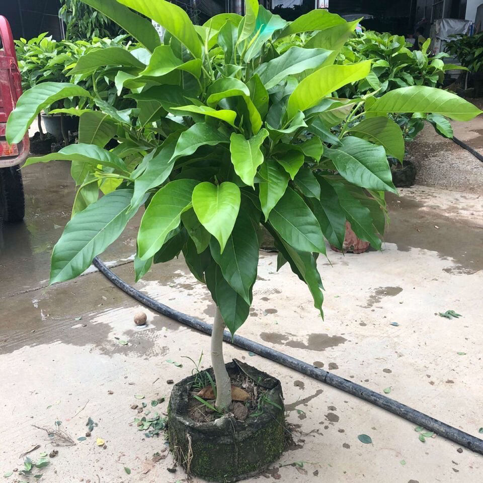 白兰花盆栽花卉绿植物室内黄兰苗带花苞四季开花浓香型黄角兰好养白兰