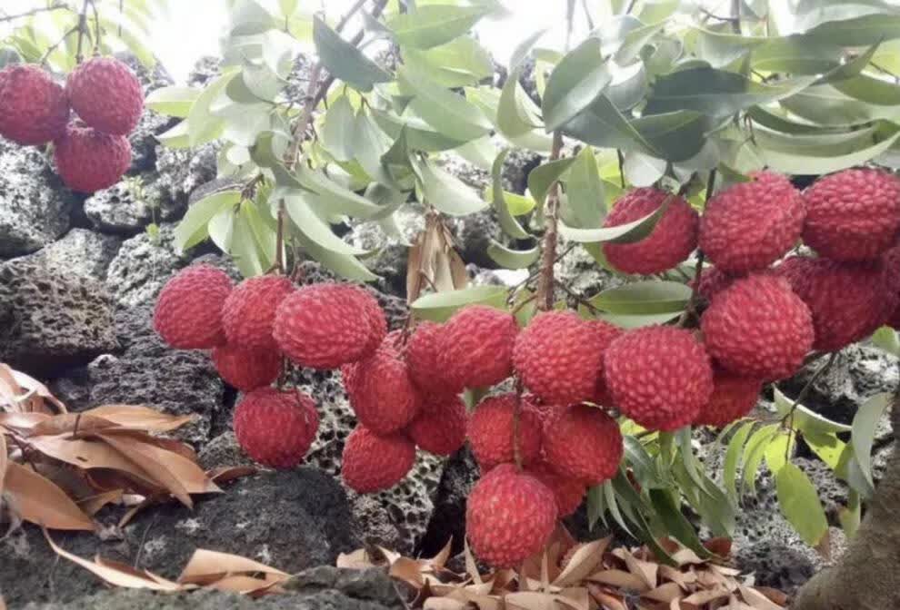 荔枝 福建荔枝王 蜜丁香 超大新鲜荔枝水果 送礼高端水果 3斤甄选好果