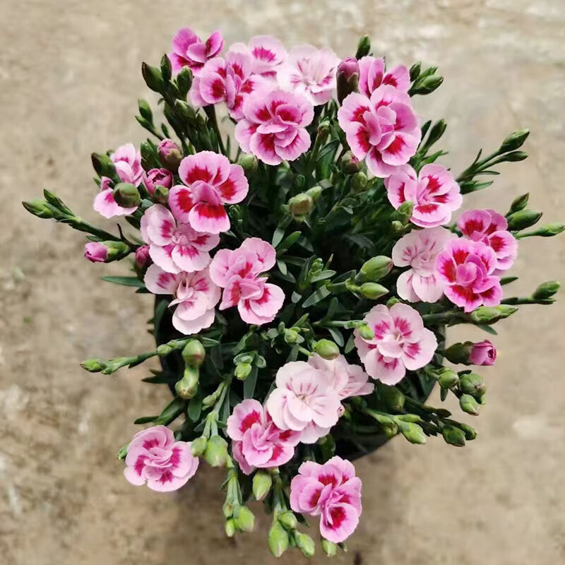 德骊嘉进口初吻康乃馨盆栽花苗带花苞室内客厅阳台四季花卉植物红色系