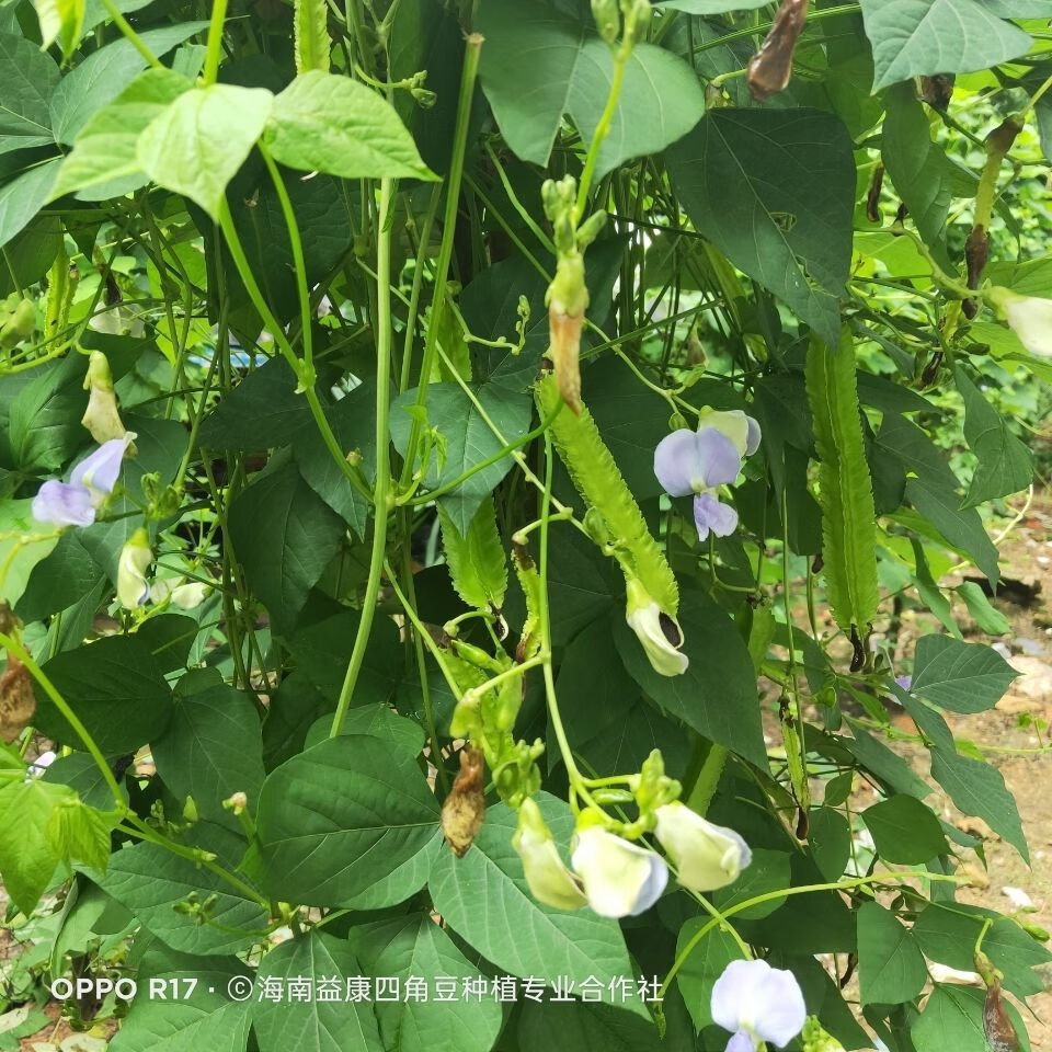 新鮮四角豆海南三亞特產四稜豆楊桃龍豆皇帝豆普通紙箱包裝2斤