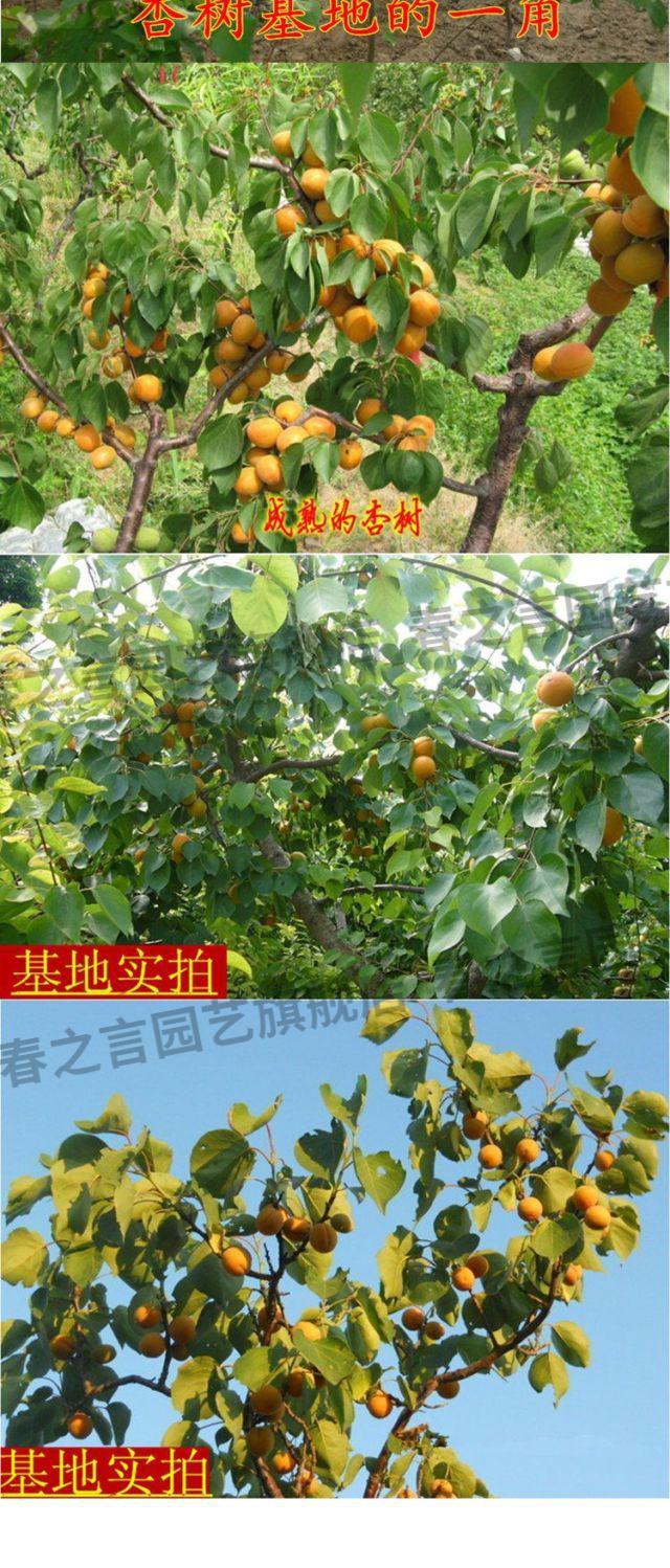 杏树苗新品种特大巨蜜王杏树苗早熟品种南方北方种植当年结果树苗