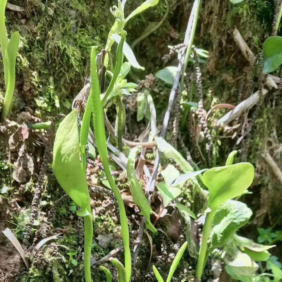 野生中药材带根一支箭500克 蛇须草 蛇咬子 一枝箭 新鲜干货【图片