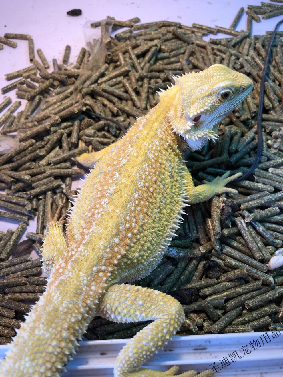 蜥蜴鬓鬃狮蜥蜴活体守宫宠物幼体蜥蜴新手幼体亚成大温顺红黄柑橘 中