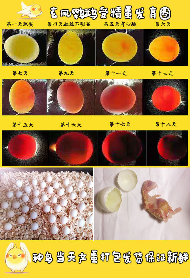 七彩文鸟蛋白灰蛋虎皮文鸟金背蓝牡丹玄凤鹦鹉蛋受精鸟蛋可孵化赤兔马