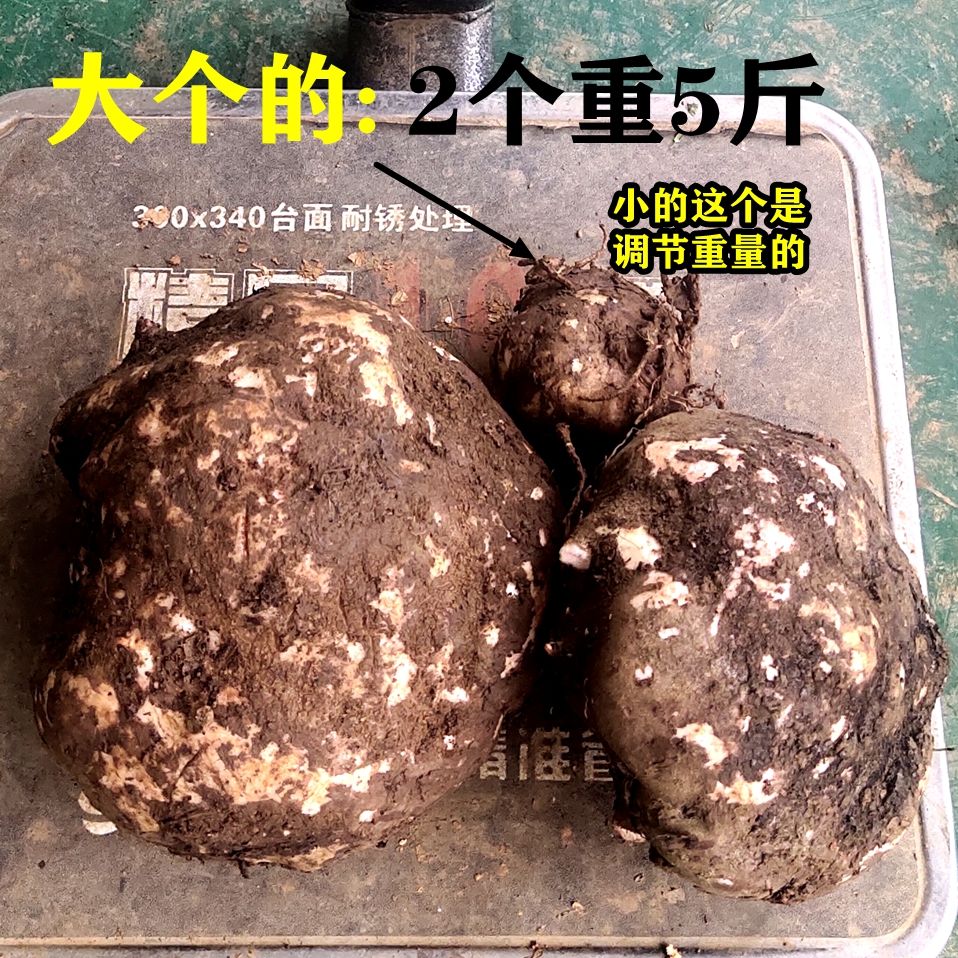 魔芋豆腐原料生香尸花魔芋鬼芋蒟蒻蒻头贵州魔芋粉5斤1个重1斤左右