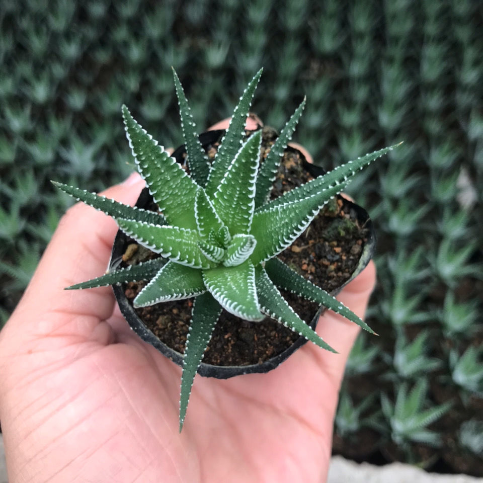 多肉植物条纹十二卷芦荟鹰爪多肉组合肉肉办公室桌面小盆栽囧仙子2颗