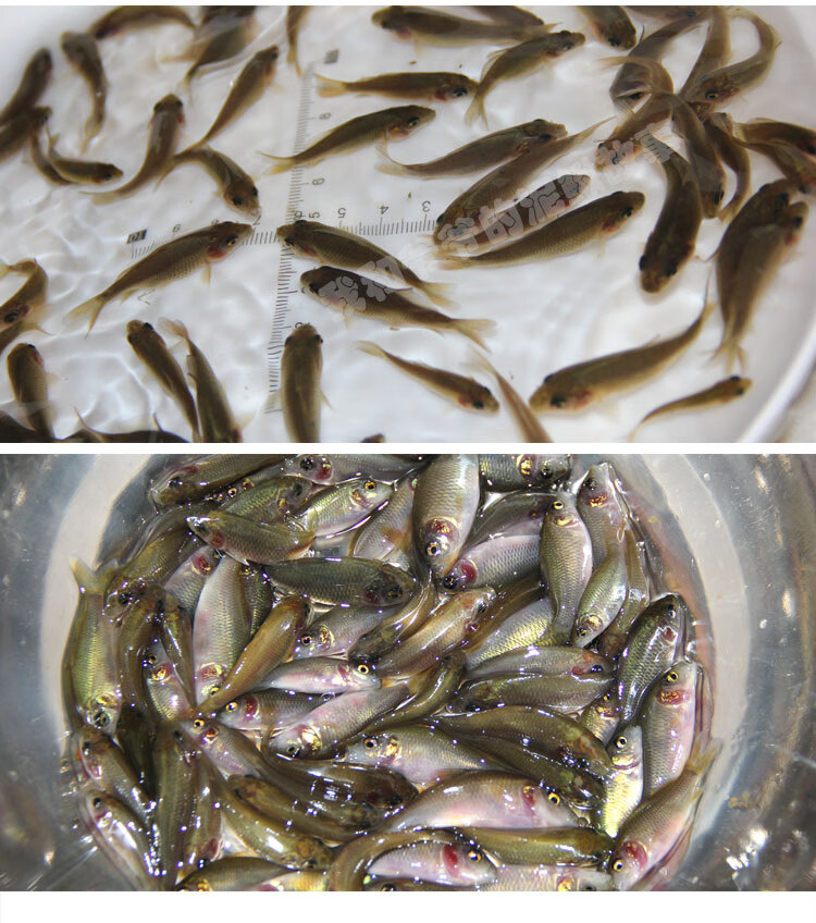 唐造禾花鯉苗禾花魚鯉魚苗淡水養殖食用稻田魚草魚