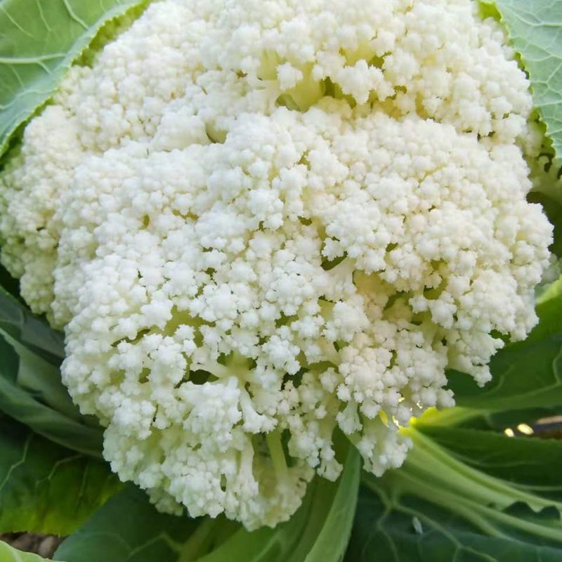 散花菜青梗松花菜新鲜蔬菜花椰菜花菜球白菜花时令自种菜花松花菜净重