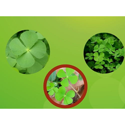 【志医世家】四叶萍 田字草 四叶草 破铜钱草 浮萍草 全颗干货中药材