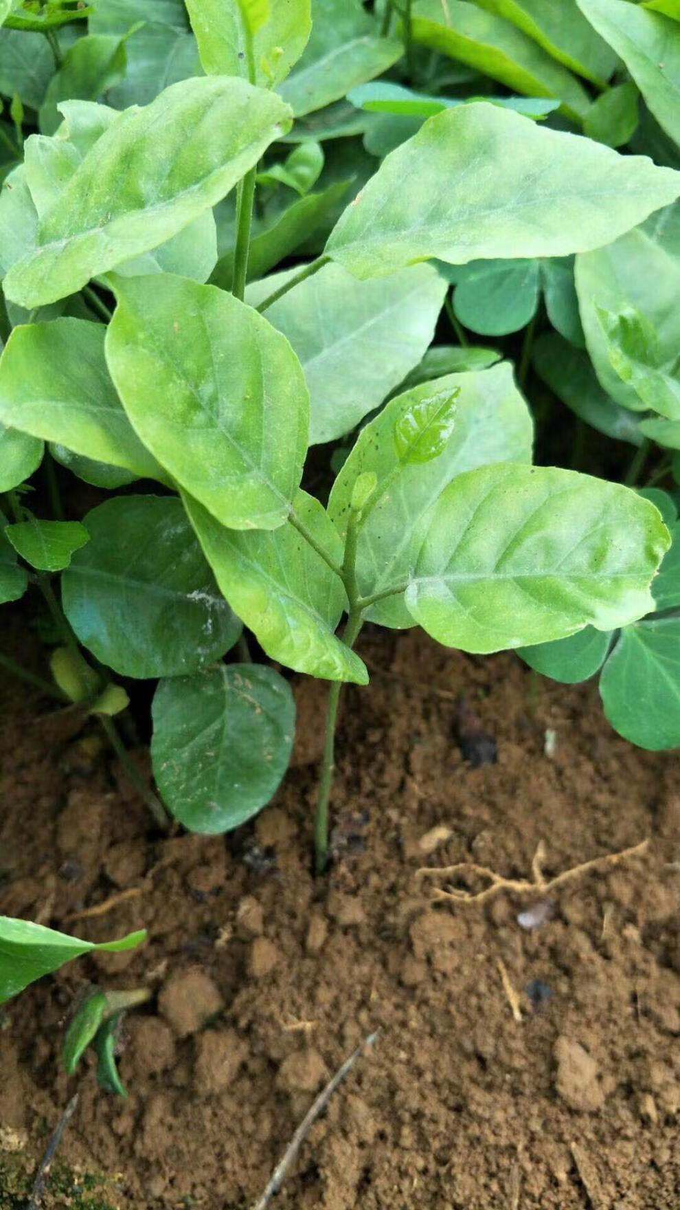 花姬广西黄皮芽苗黄皮果幼苗一年黄皮小苗黄皮实生砧木嫁接用黄皮树苗