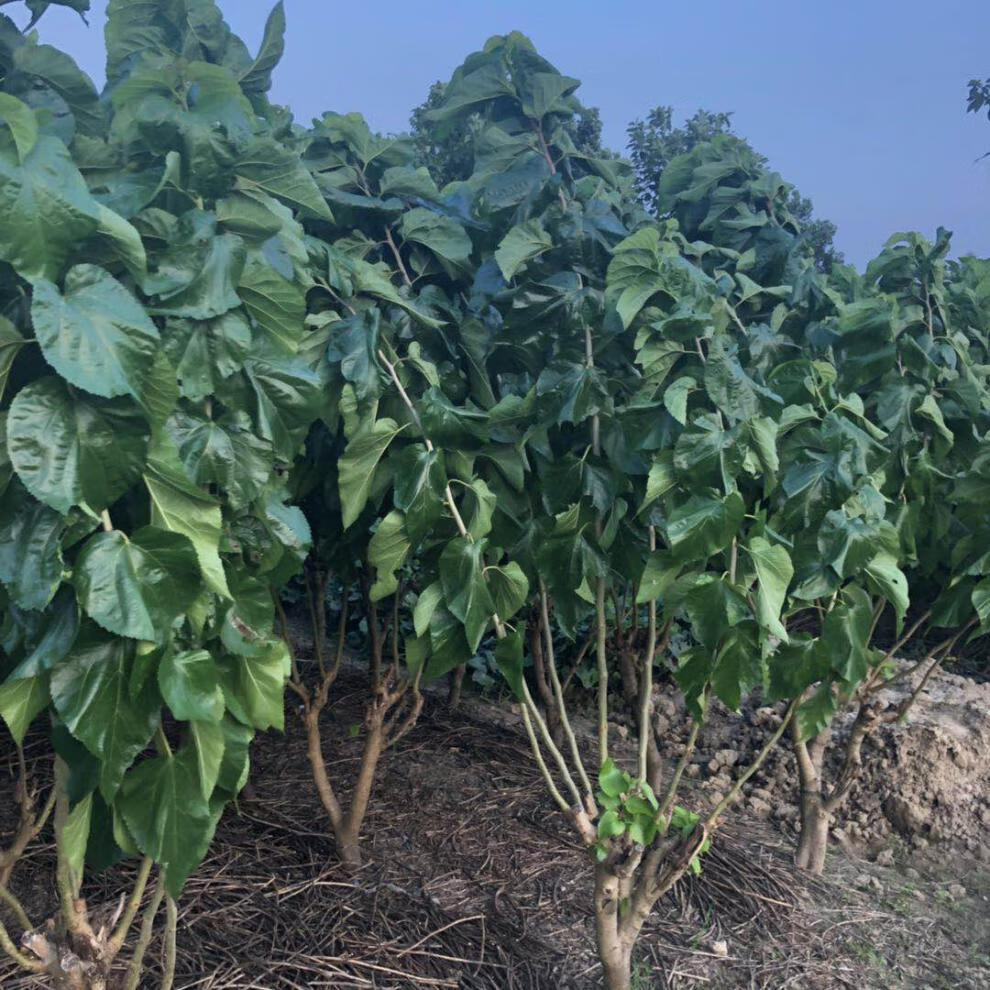 园艺强桑1号蚕桑苗农桑14号桑树苗养蚕大叶桑嫁接苗地栽盆栽大叶蚕桑