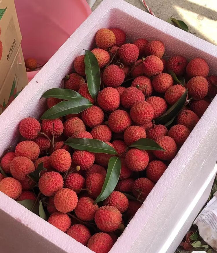 【京鲜配送】增城桂味荔枝新鲜现摘现发当季水果整箱5斤10斤老树小核