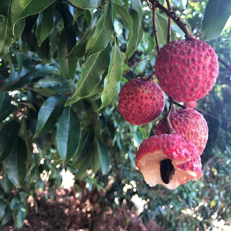 jd快遞海南桂花香荔枝現摘現發應季當季新鮮水果孕婦水果送人送禮人工