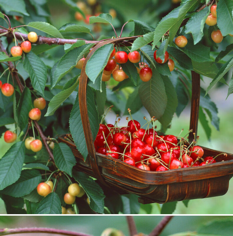 四川攀枝花市米易小樱桃新鲜水果13斤大果四川西昌汶川1000g中果