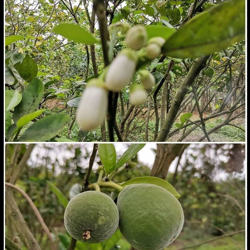化州橘红果茶切片桔红野生正毛金绒橘红痰果正宗橘红原果 【5年小圆果