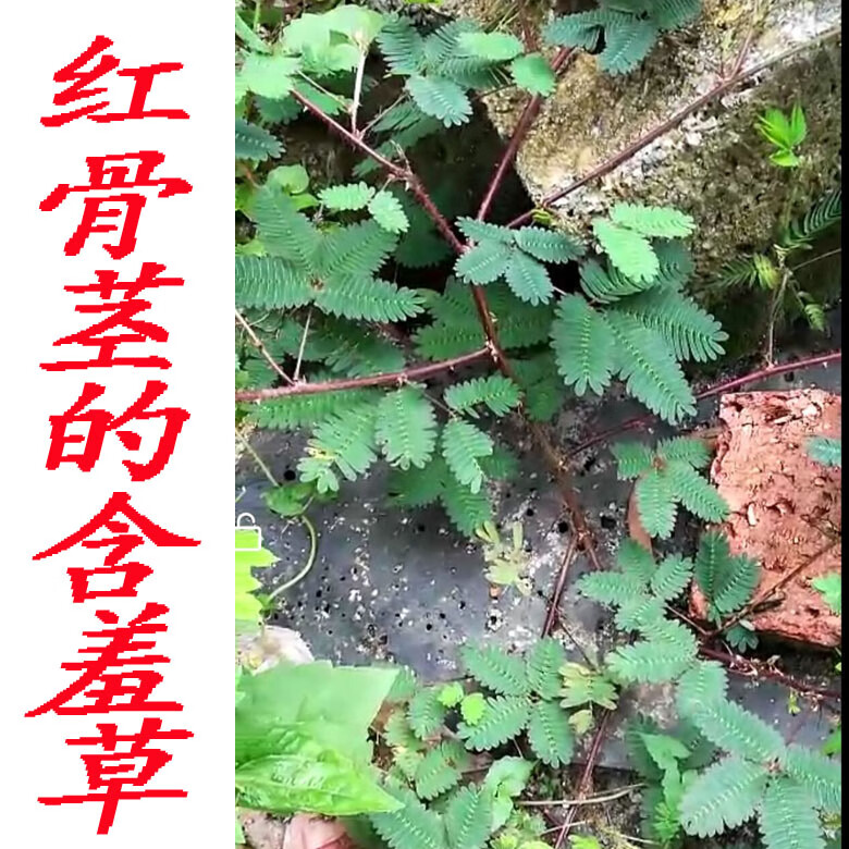 含羞草中草害羞草红骨茎含羞草怕丑草新鲜干货500克