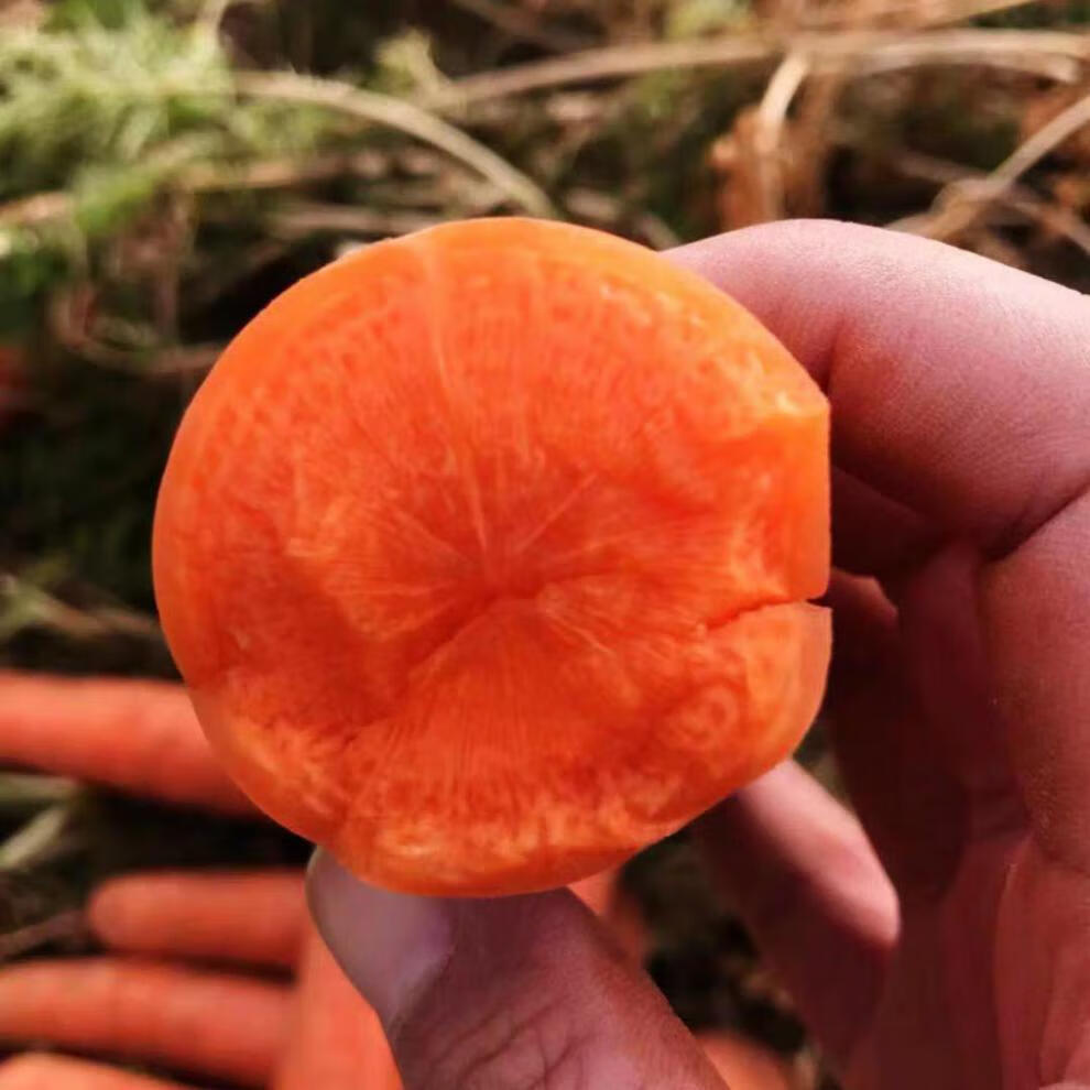 2019年农家地胡萝卜带泥新鲜水果蔬菜非青白胡萝卜现