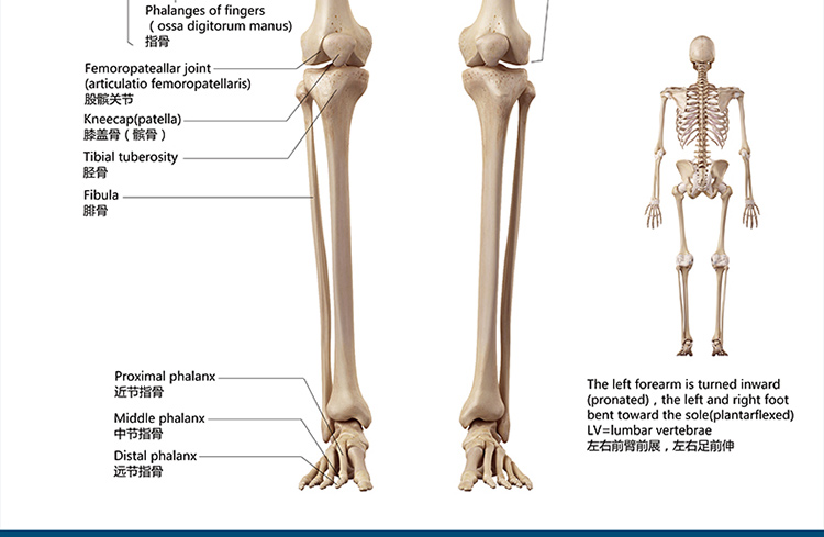 萝朗 标准人体骨骼图大挂图片全身高清人体骨骼结构图解剖图全身海报