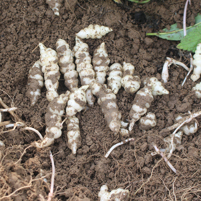 地环螺丝菜甘露子宝塔菜种地葫芦牯牛地溜子玉环农家现挖现发 5斤地环