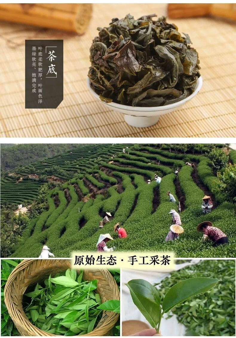 平和特产白芽奇兰茶叶 漳州平和特产白芽奇兰茶清香型高山乌龙茶新茶