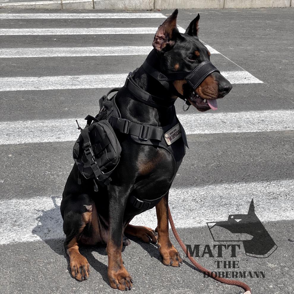 【杜宾马特】同款狗狗战术背心 狗衣服大型犬户外胸背带牵引马甲 黑色