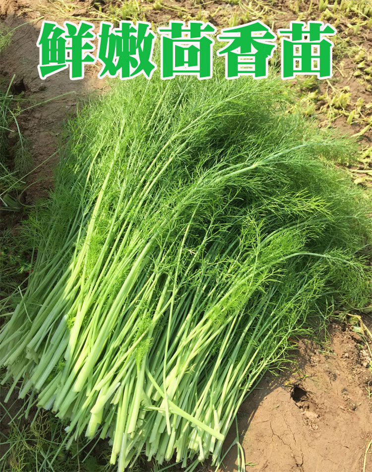 更多参数>包装形式:简装类别:茴香净重:1000g及以上商品产地:中国