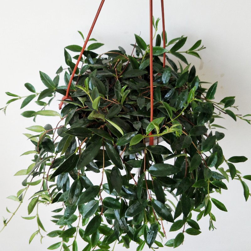 牡丹佛珠珍珠情人泪吊兰室内垂吊观花植物常春藤一盆不含盆