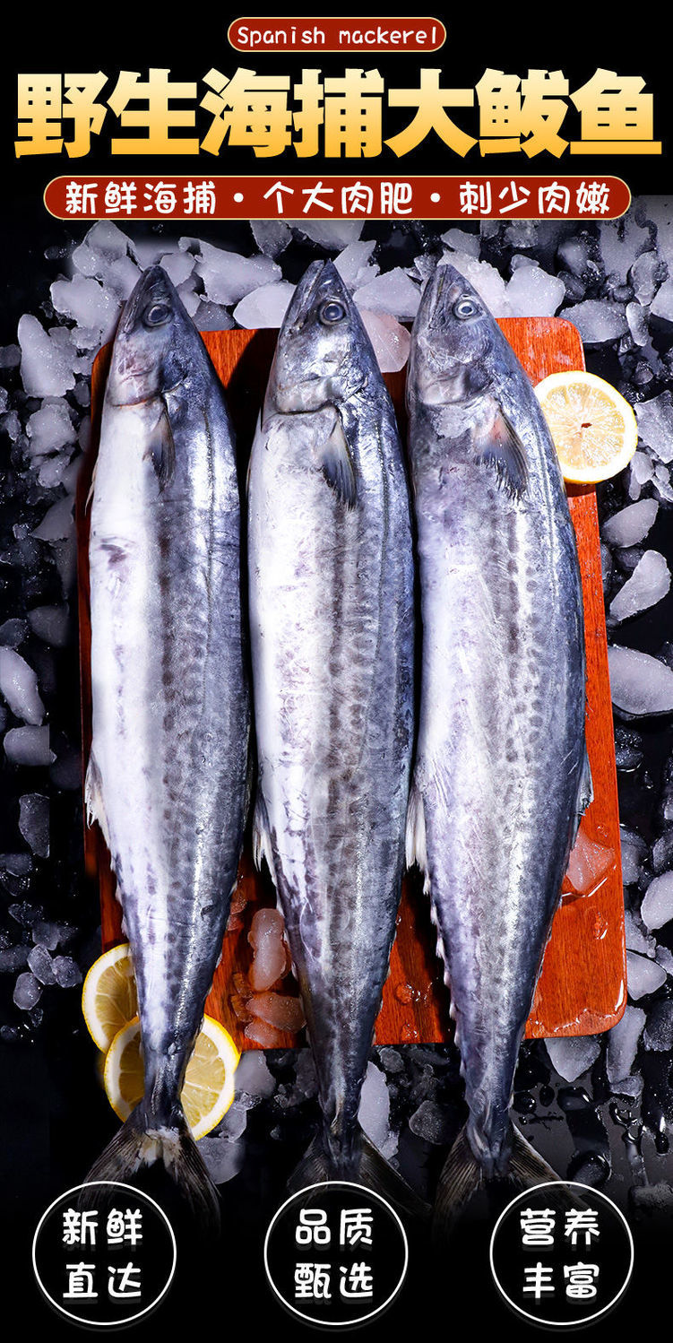 净5斤顺丰青岛大鲅鱼新鲜冷冻马鲛鱼鲜活海鲜鱼鲅鱼馅咸鲅鱼净5斤中号