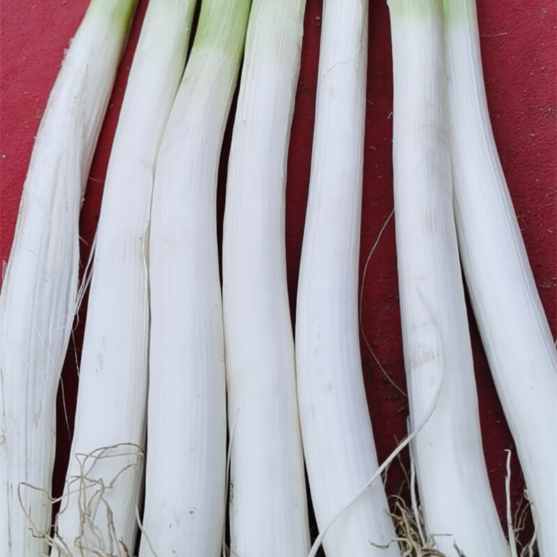 葱白粗度3厘米左右葱白高度50公分左右正宗特级章丘大葱更多参数>>